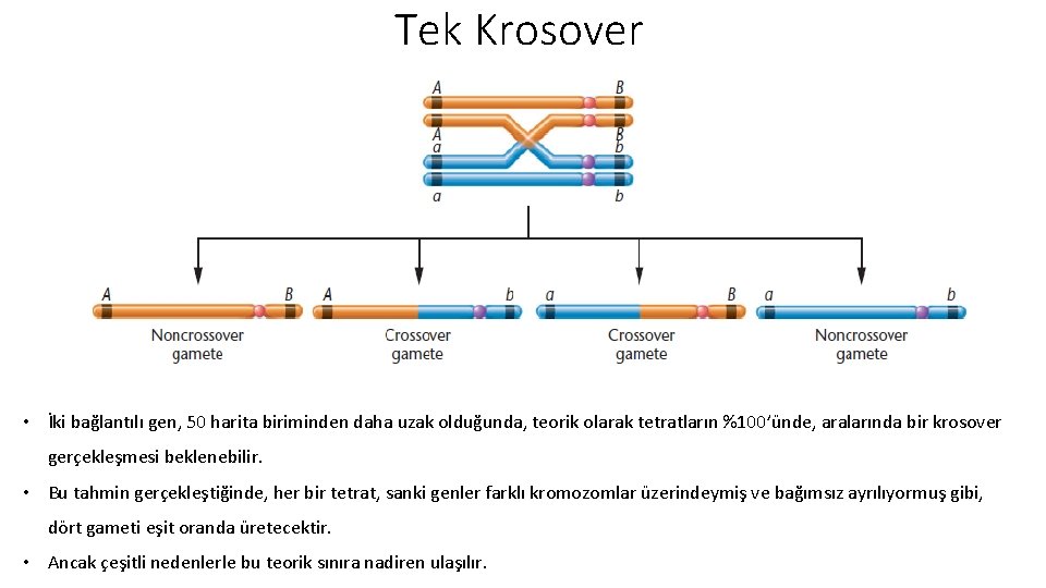Tek Krosover • İki bağlantılı gen, 50 harita biriminden daha uzak olduğunda, teorik olarak