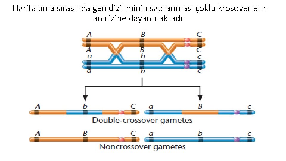 Haritalama sırasında gen diziliminin saptanması çoklu krosoverlerin analizine dayanmaktadır. 