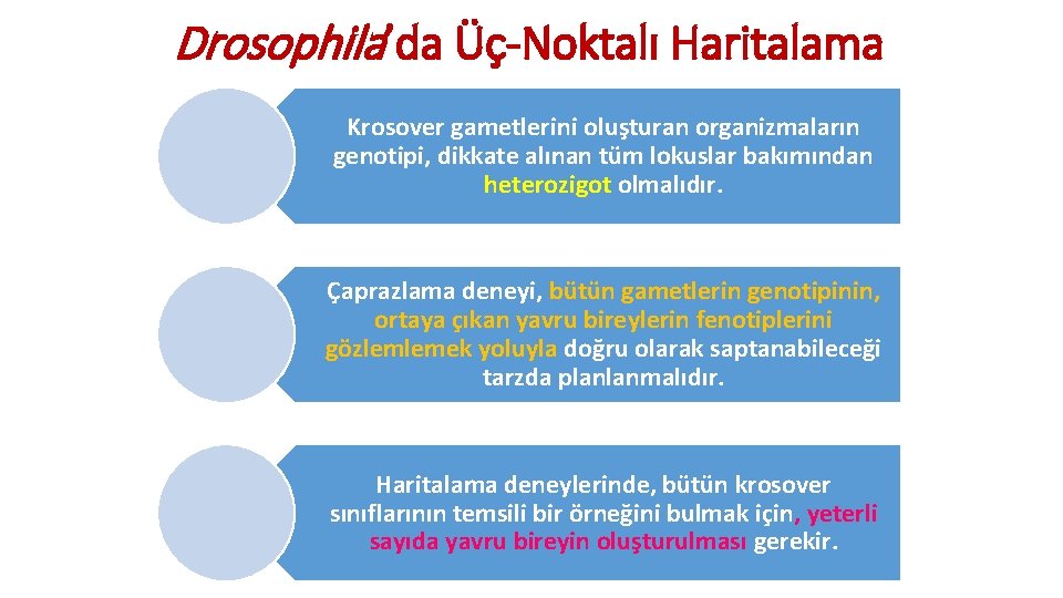 Drosophila’da Üç-Noktalı Haritalama Krosover gametlerini oluşturan organizmaların genotipi, dikkate alınan tüm lokuslar bakımından heterozigot