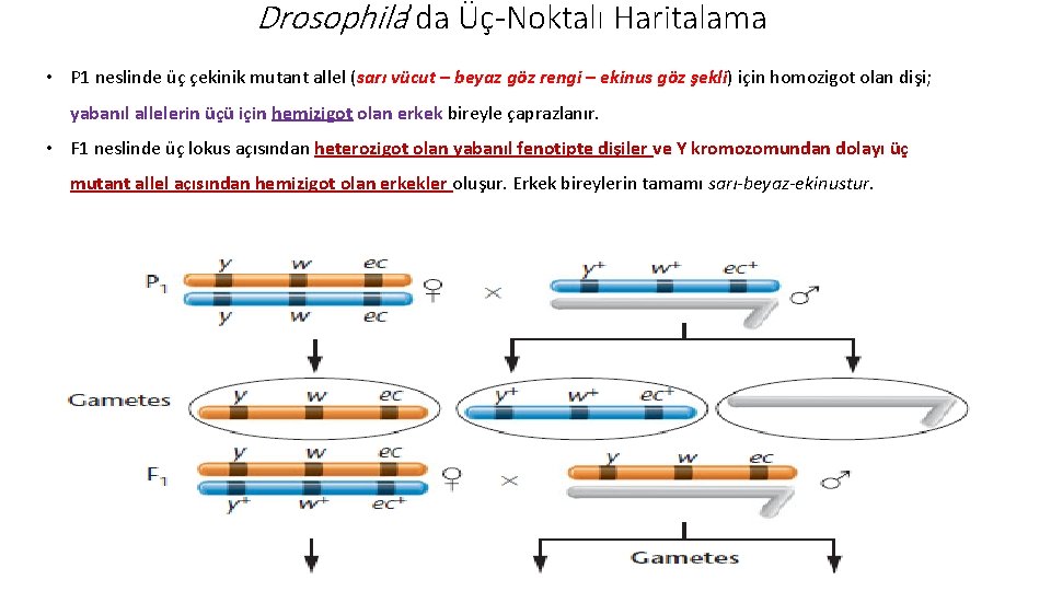 Drosophila’da Üç-Noktalı Haritalama • P 1 neslinde üç çekinik mutant allel (sarı vücut –