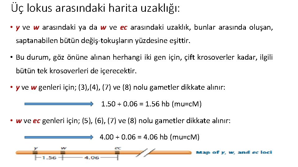 Üç lokus arasındaki harita uzaklığı: • y ve w arasındaki ya da w ve