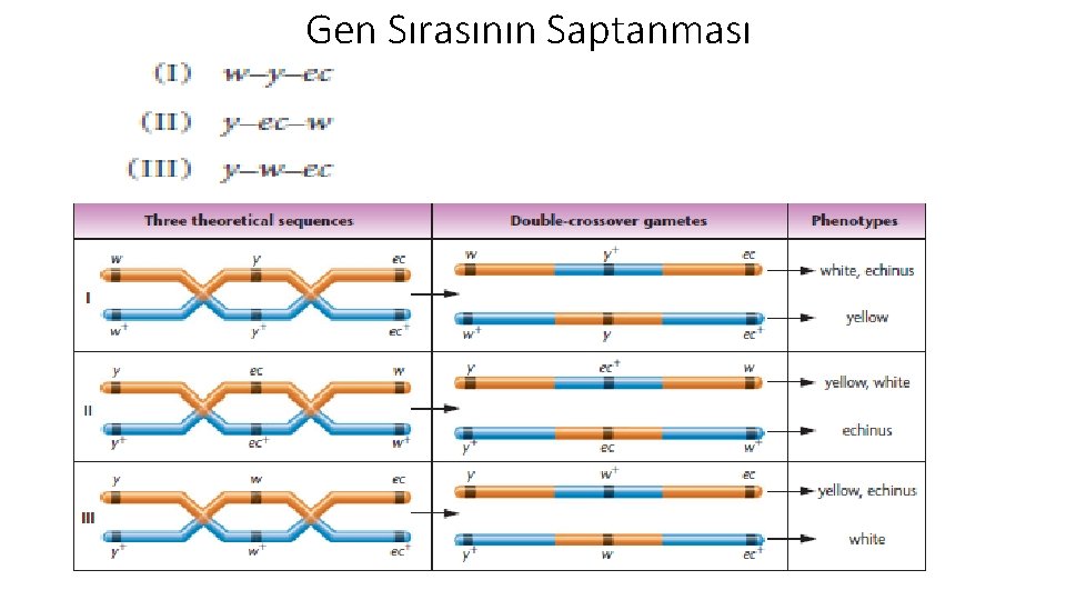 Gen Sırasının Saptanması 