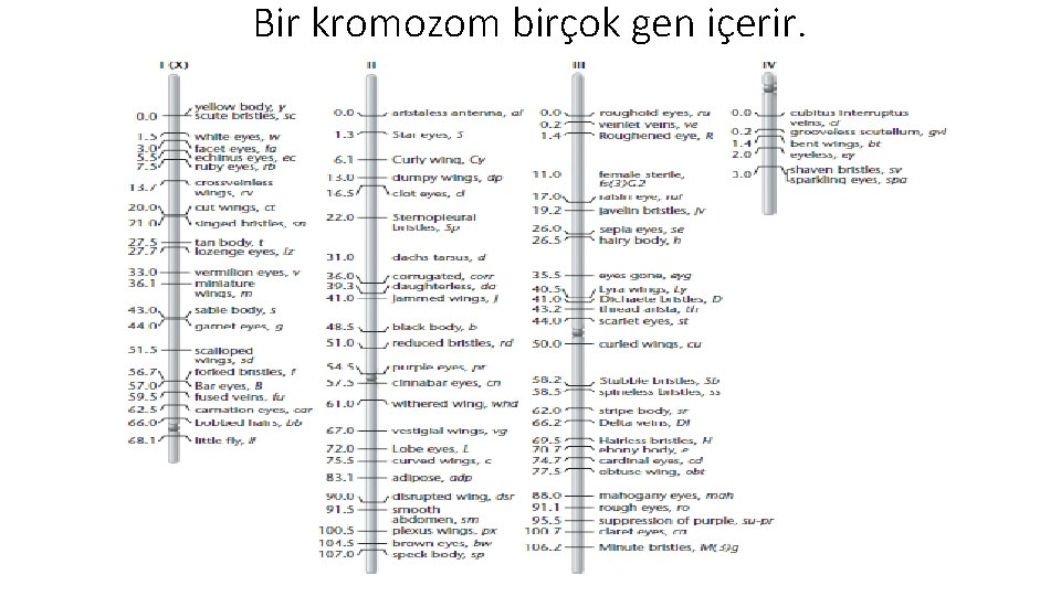 Bir kromozom birçok gen içerir. 