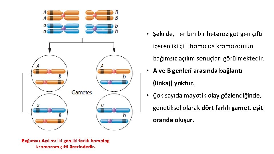  • Şekilde, her biri bir heterozigot gen çifti içeren iki çift homolog kromozomun