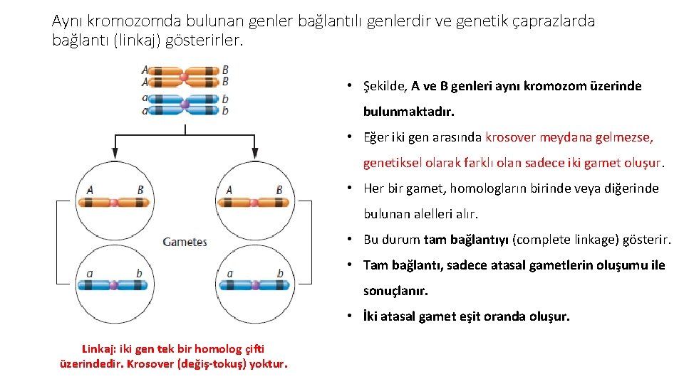 Aynı kromozomda bulunan genler bağlantılı genlerdir ve genetik çaprazlarda bağlantı (linkaj) gösterirler. • Şekilde,