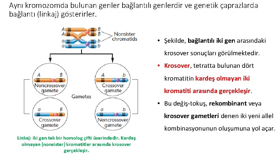 Aynı kromozomda bulunan genler bağlantılı genlerdir ve genetik çaprazlarda bağlantı (linkaj) gösterirler. • Şekilde,