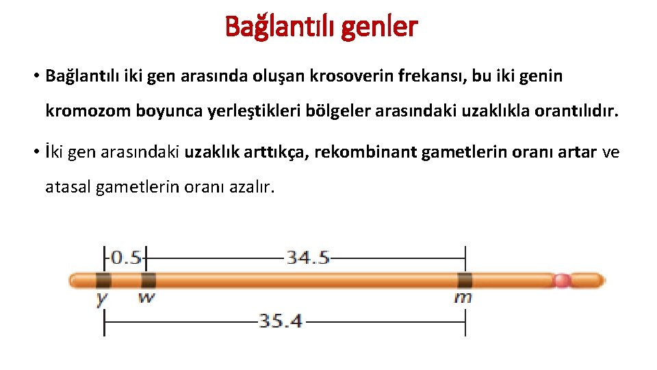 Bağlantılı genler • Bağlantılı iki gen arasında oluşan krosoverin frekansı, bu iki genin kromozom