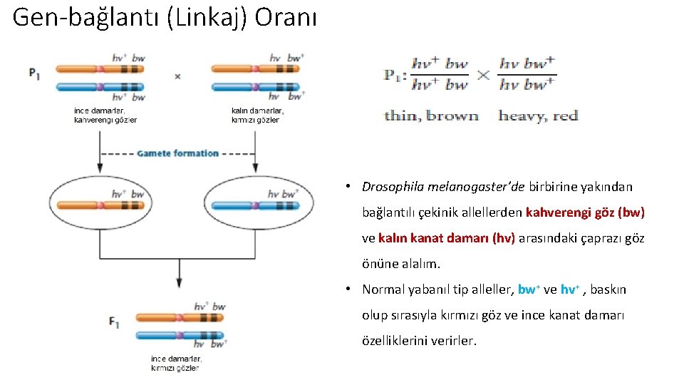 Gen-bağlantı (Linkaj) Oranı • Drosophila melanogaster’de birbirine yakından bağlantılı çekinik allellerden kahverengi göz (bw)