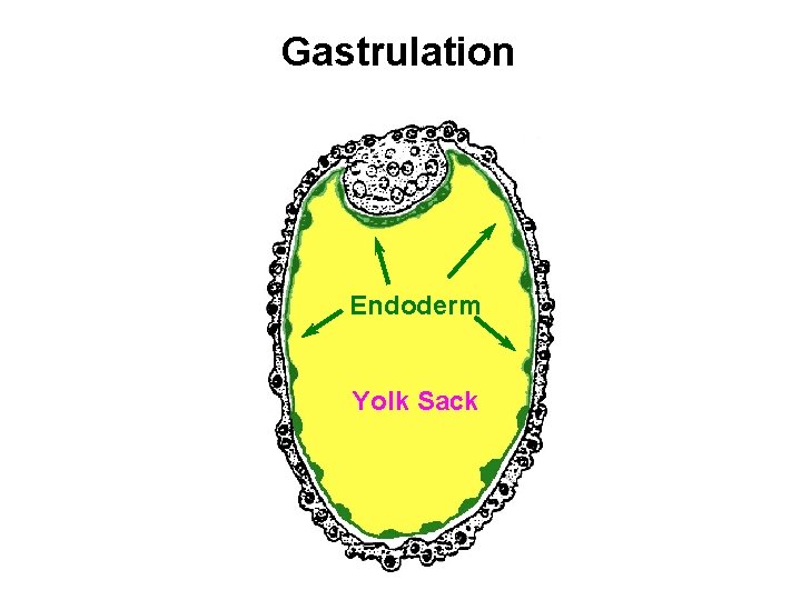 Gastrulation Endoderm Yolk Sack 