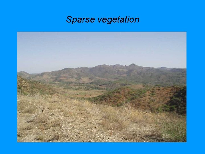 Sparse vegetation 