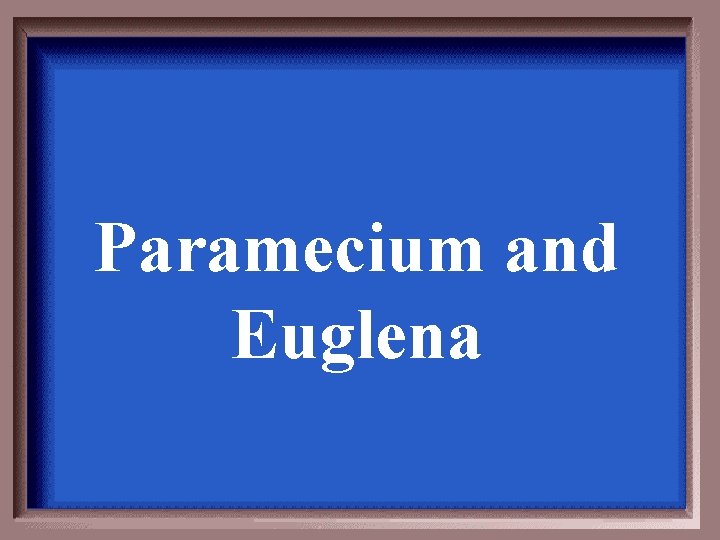Paramecium and Euglena Paramecium and Euglena