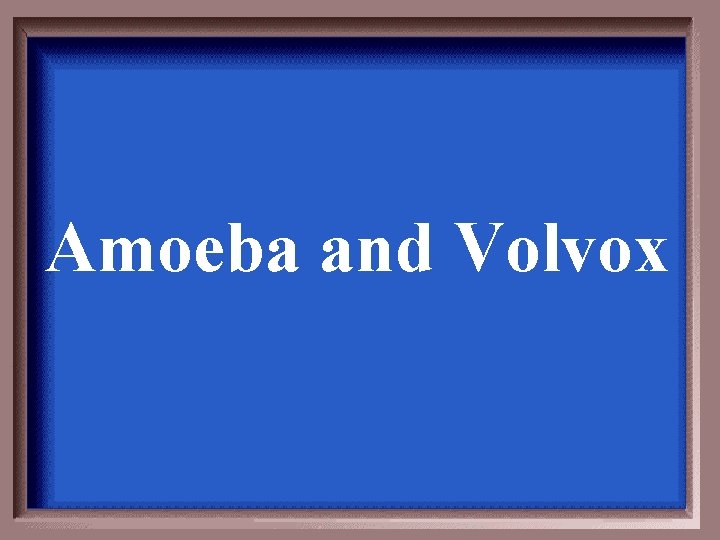 Amoeba and Volvox Amoeba and Volvox