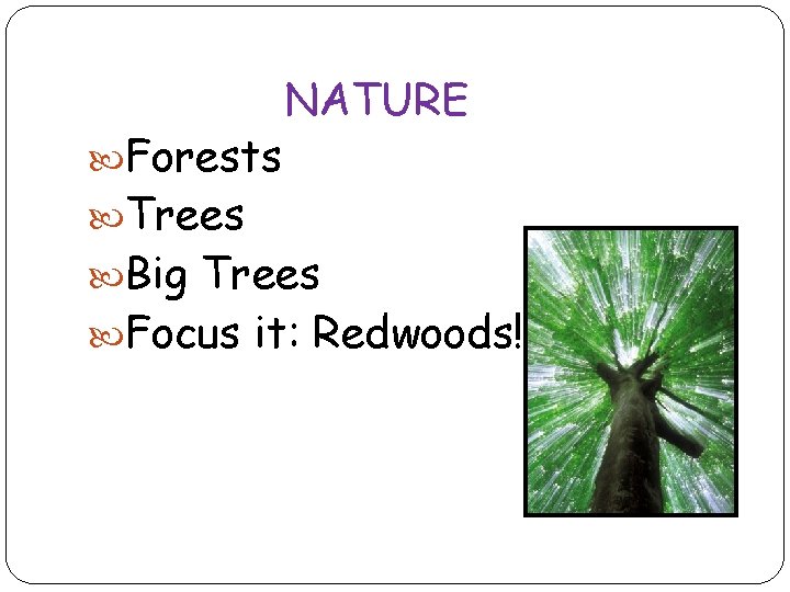  Forests NATURE Trees Big Trees Focus it: Redwoods! 