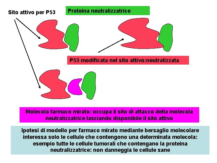 Sito attivo per P 53 Proteina neutralizzatrice P 53 modificata nel sito attivo: neutralizzata