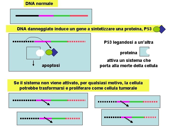 DNA normale DNA danneggiato induce un gene a sintetizzare una proteina, P 53 legandosi