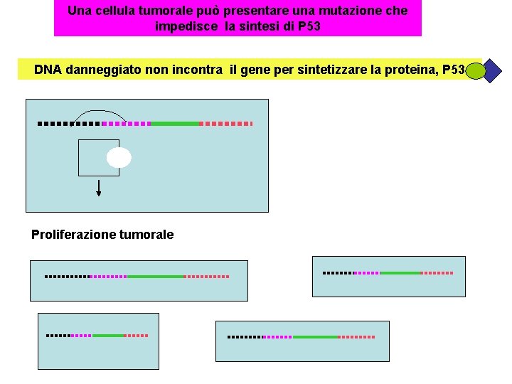 Una cellula tumorale può presentare una mutazione che impedisce la sintesi di P 53