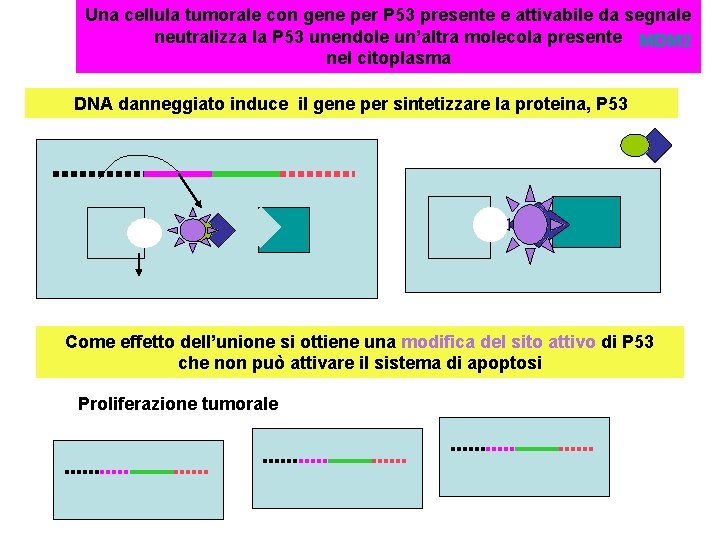 Una cellula tumorale con gene per P 53 presente e attivabile da segnale neutralizza