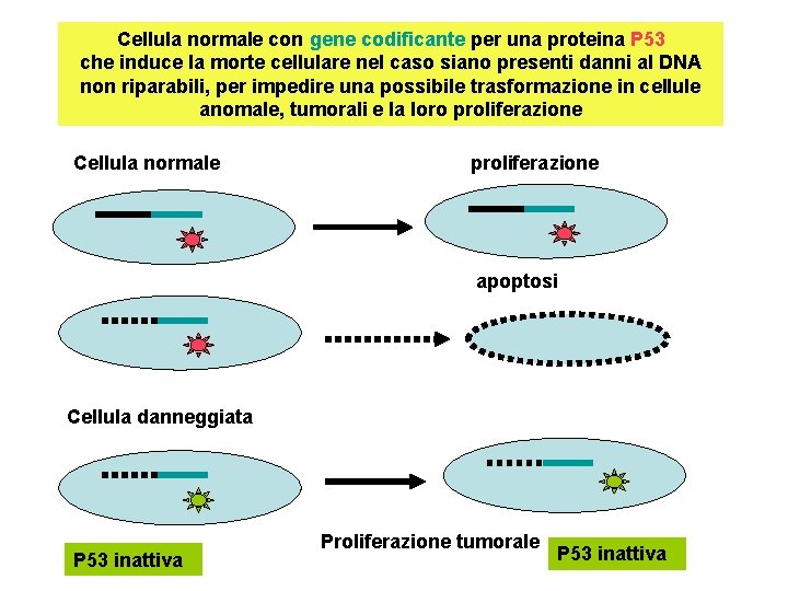 Cellula normale con gene codificante per una proteina P 53 che induce la morte