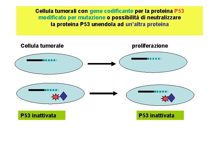 Cellula tumorali con gene codificante per la proteina P 53 modificato per mutazione o