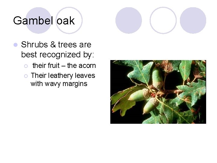 Gambel oak l Shrubs & trees are best recognized by: ¡ ¡ their fruit