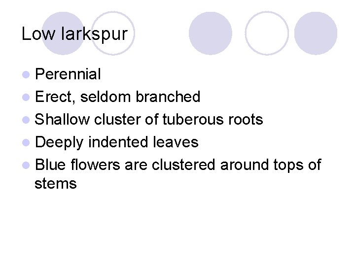 Low larkspur l Perennial l Erect, seldom branched l Shallow cluster of tuberous roots