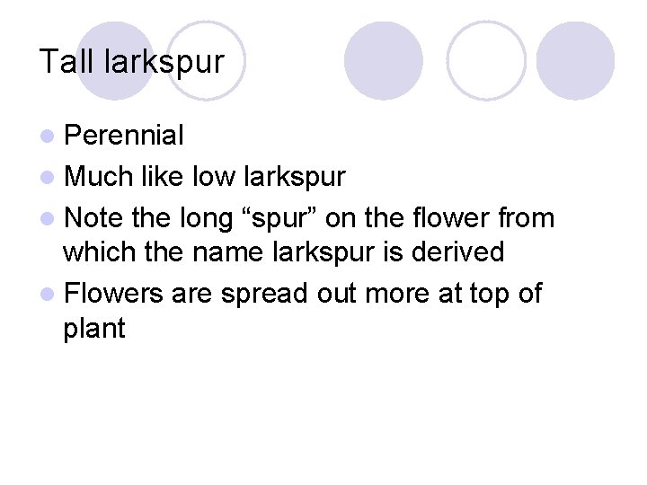Tall larkspur l Perennial l Much like low larkspur l Note the long “spur”