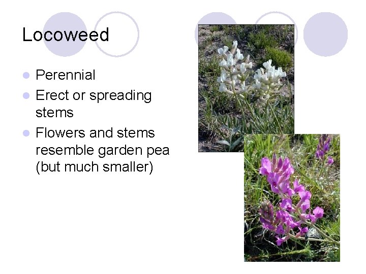 Locoweed Perennial l Erect or spreading stems l Flowers and stems resemble garden pea