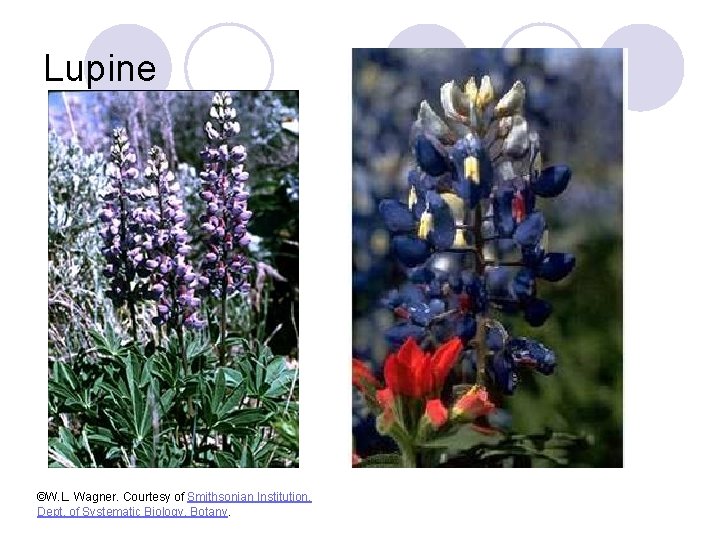Lupine ©W. L. Wagner. Courtesy of Smithsonian Institution, Dept. of Systematic Biology, Botany. 