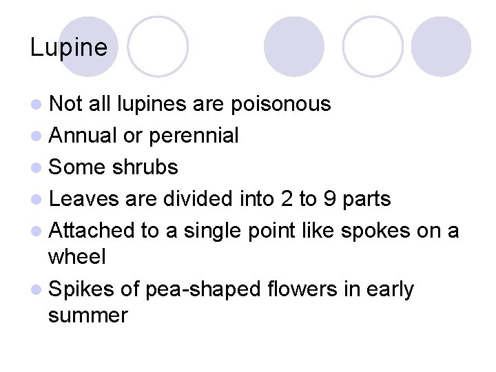 Lupine l Not all lupines are poisonous l Annual or perennial l Some shrubs