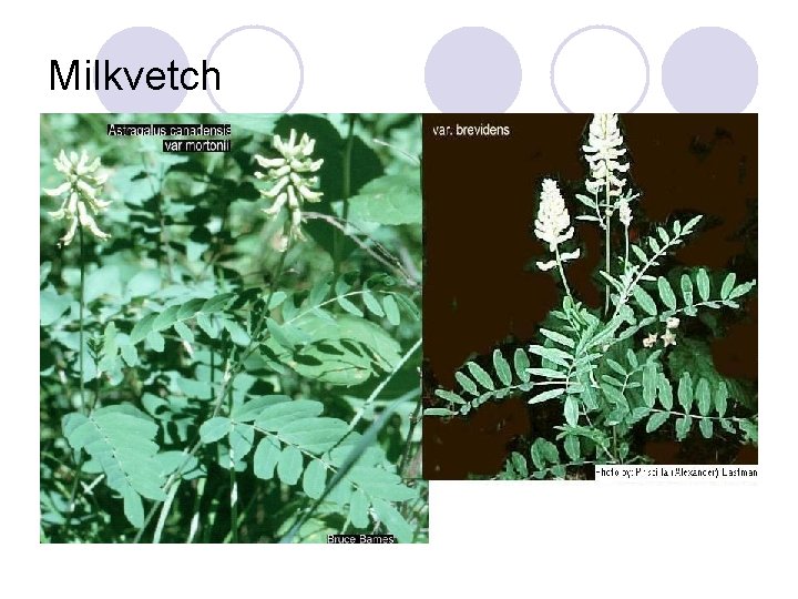 Milkvetch 