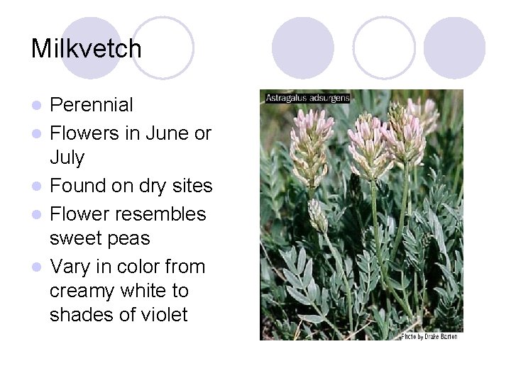 Milkvetch l l l Perennial Flowers in June or July Found on dry sites