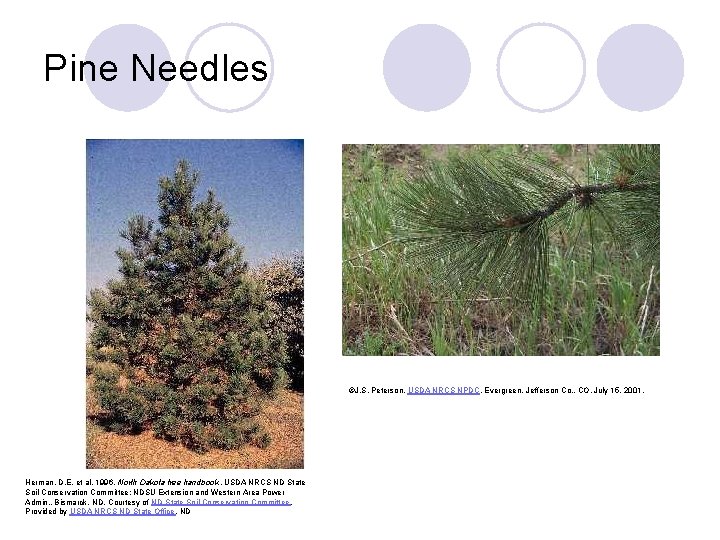 Pine Needles ©J. S. Peterson. USDA NRCS NPDC. Evergreen, Jefferson Co. , CO. July