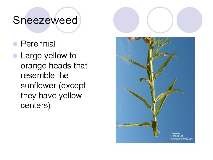 Sneezeweed Perennial l Large yellow to orange heads that resemble the sunflower (except they