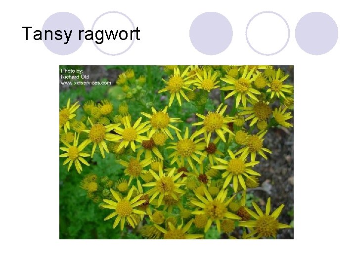 Tansy ragwort 