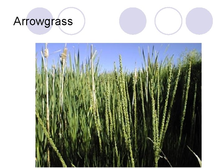 Arrowgrass 