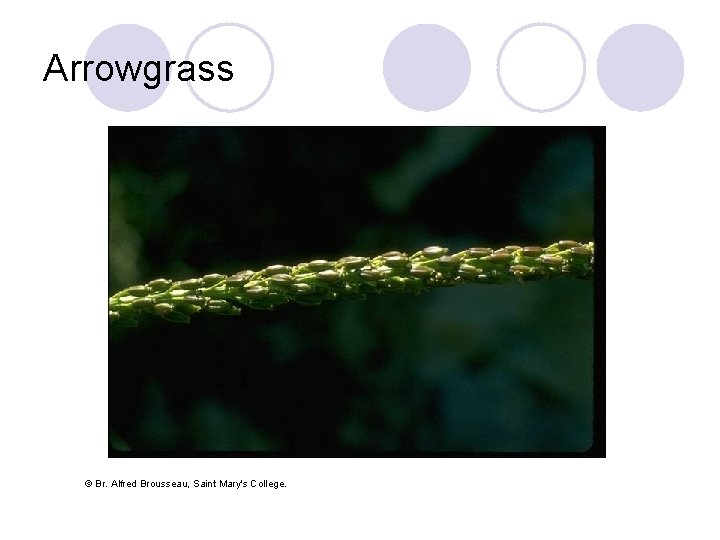 Arrowgrass © Br. Alfred Brousseau, Saint Mary's College. 