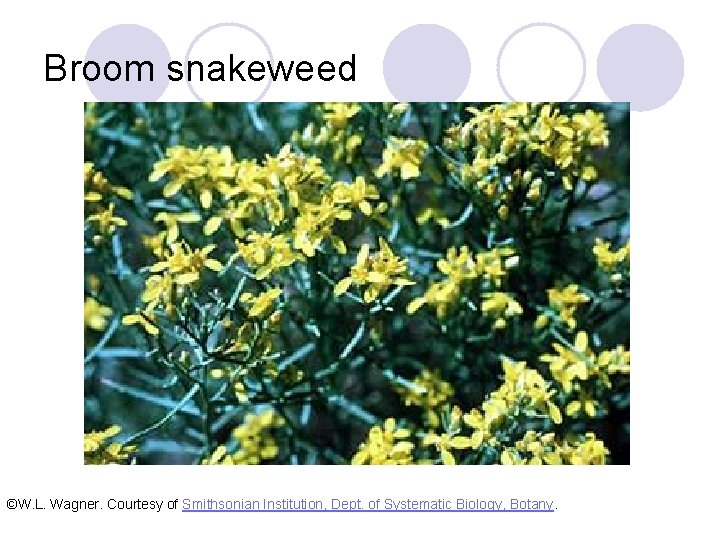 Broom snakeweed ©W. L. Wagner. Courtesy of Smithsonian Institution, Dept. of Systematic Biology, Botany.