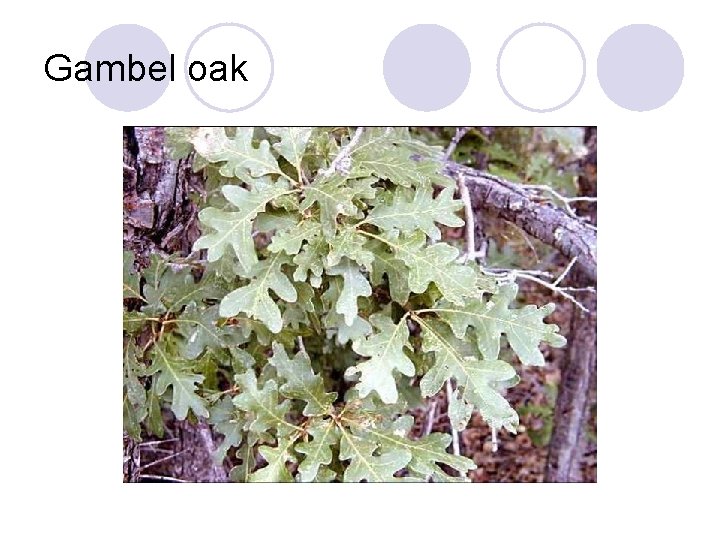 Gambel oak 