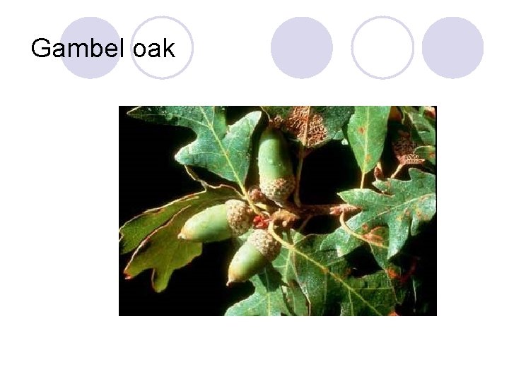 Gambel oak 