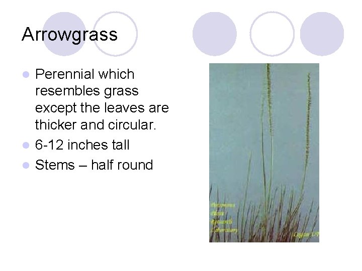 Arrowgrass Perennial which resembles grass except the leaves are thicker and circular. l 6