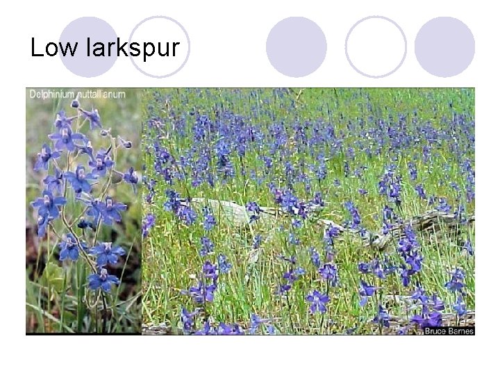Low larkspur 