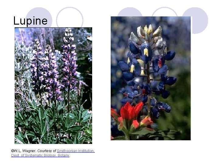 Lupine ©W. L. Wagner. Courtesy of Smithsonian Institution, Dept. of Systematic Biology, Botany. 