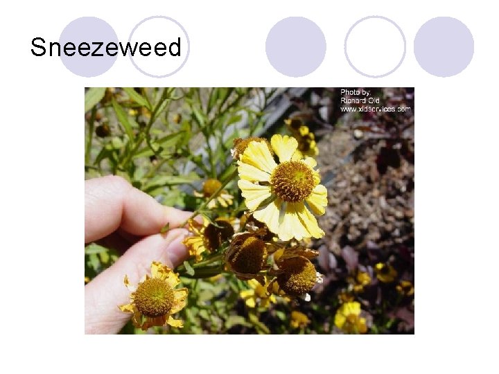 Sneezeweed 