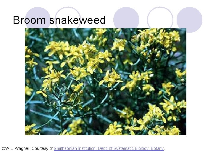 Broom snakeweed ©W. L. Wagner. Courtesy of Smithsonian Institution, Dept. of Systematic Biology, Botany.