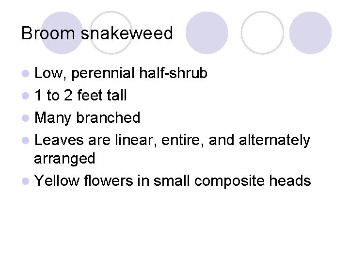 Broom snakeweed l Low, perennial half-shrub l 1 to 2 feet tall l Many