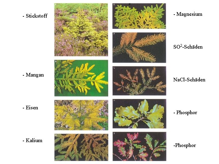 - Stickstoff - Magnesium SO 2 -Schäden - Mangan - Eisen - Kalium Na.