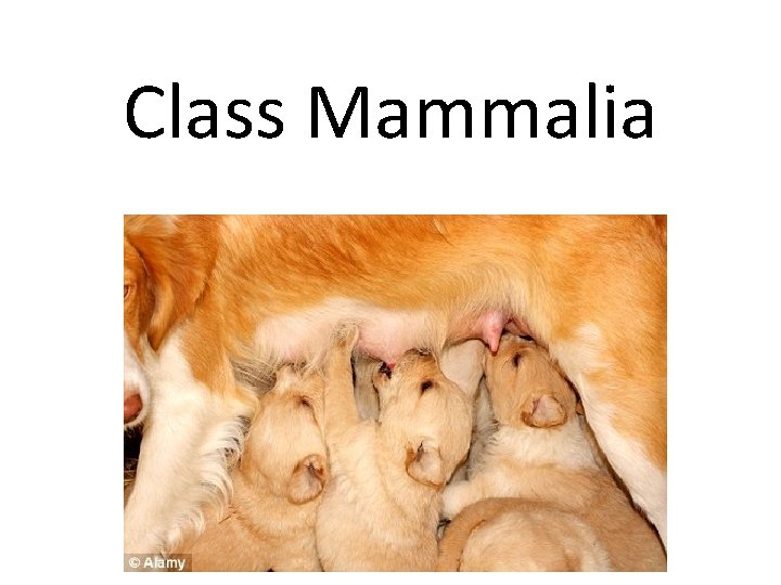 Class Mammalia 