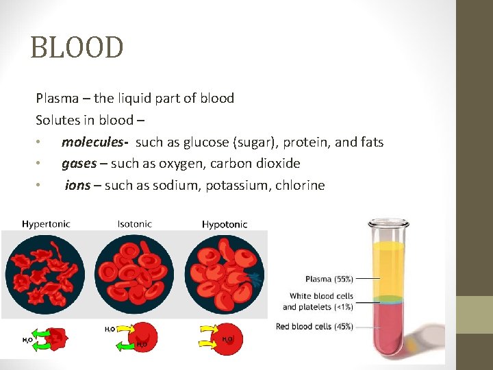 BLOOD Plasma – the liquid part of blood Solutes in blood – • molecules-