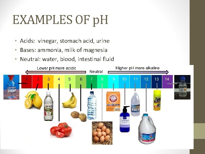 EXAMPLES OF p. H • Acids: vinegar, stomach acid, urine • Bases: ammonia, milk