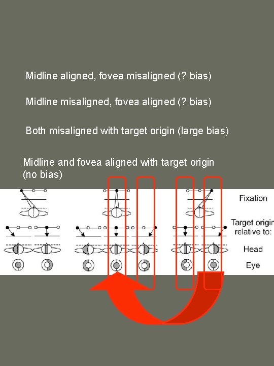 Midline aligned, fovea misaligned (? bias) Midline misaligned, fovea aligned (? bias) Both misaligned